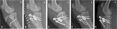 Application of modified porcine xenograft by collagen coating in the veterinary field: pre-clinical and clinical evaluations